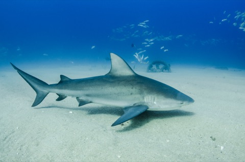 Shark Point - Playa del Carmen