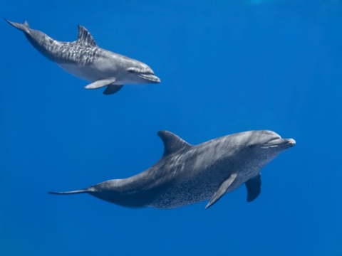 Aquarium