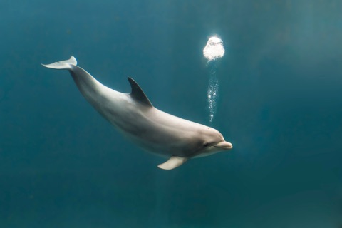Dolphin House Moalboal