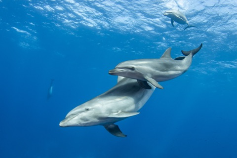 Dolphin wall