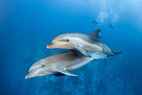 Dolphin Lagoon