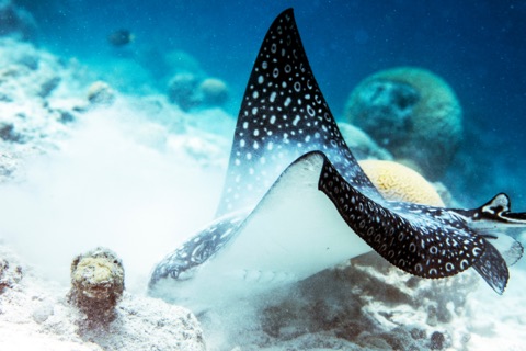 Glassfish Cove