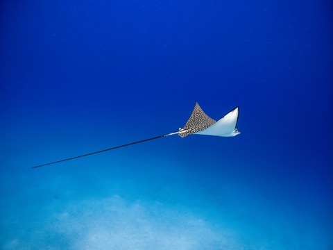 Ruqq Swayak (Sunken Reef of Tawakul)