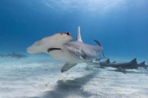 Barracuda Ride
