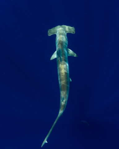 Tupai