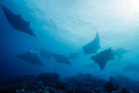 La Lobera - Coronado Island