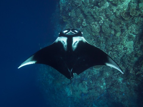 Aquarium - Hawaii
