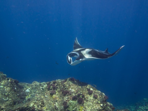 Barefoot House Reef