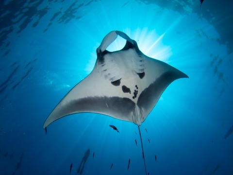 Osaki Hanagoi Reef