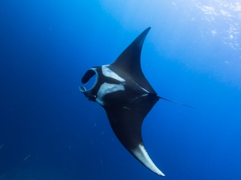 3 Mile Reef Hotspots