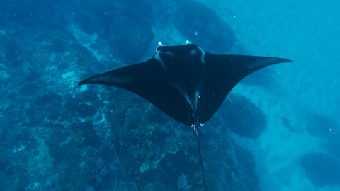Addu Manta Point
