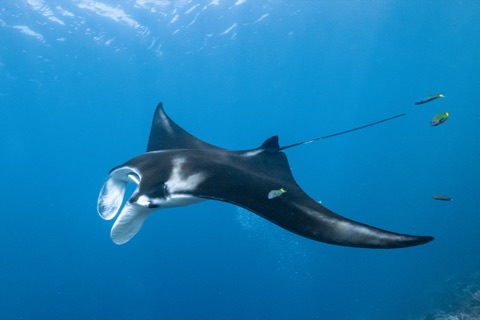 Rasdhoo Beyru
