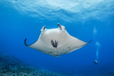 Manta Ray Scramble