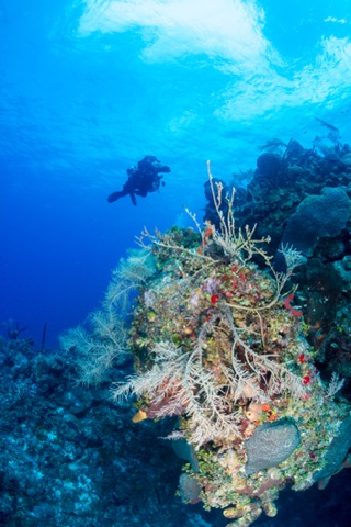 Aarah Bodu Thila