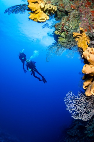 Buddha Coral
