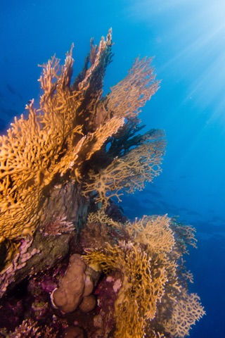 Acqua House Reef