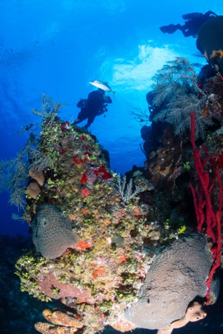 Seal Colony