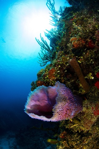 Snake Pit - GBR