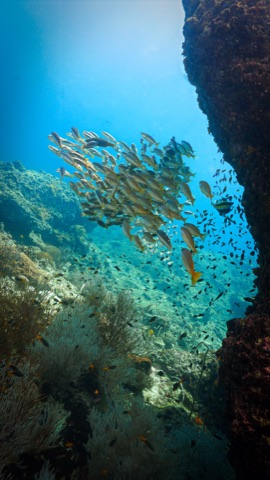 Apo Island Marine Sanctuary