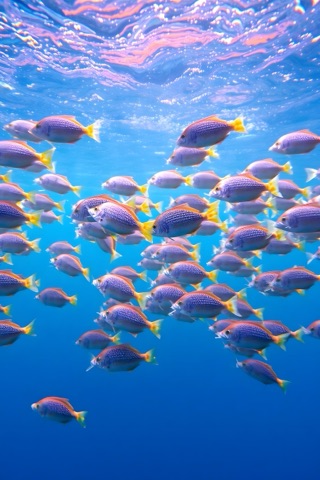 Bamboo Reef Pool