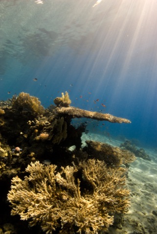 Apo Scuba House Reef