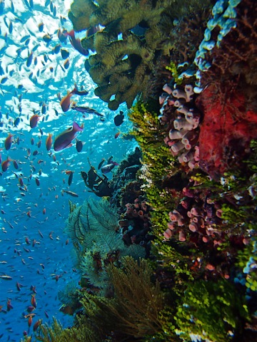 Red Island (Jazirat Hamra)