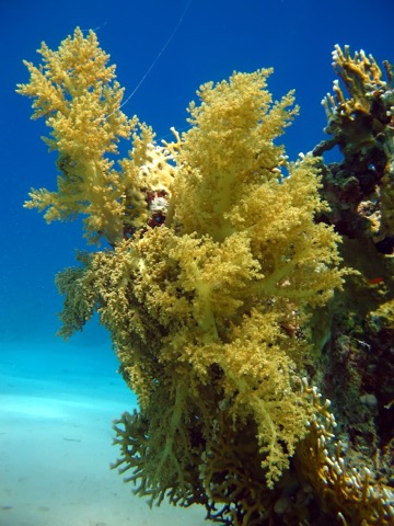 Aquarium