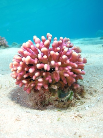 Nexson Reef