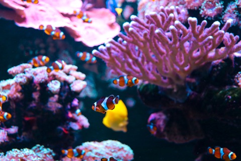 Fairchild Reef