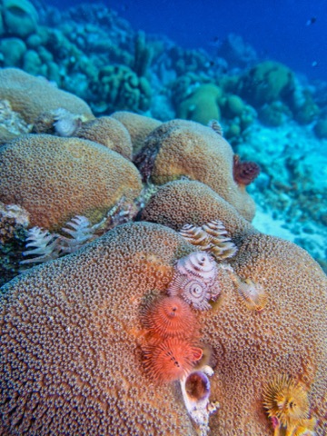 White Reef
