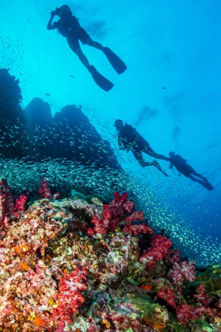 Bodo Fanno ( Sea Fans )