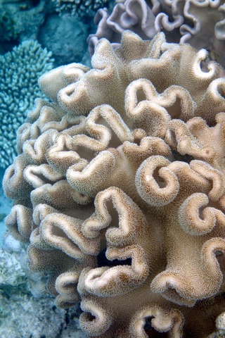Dugong Watch
