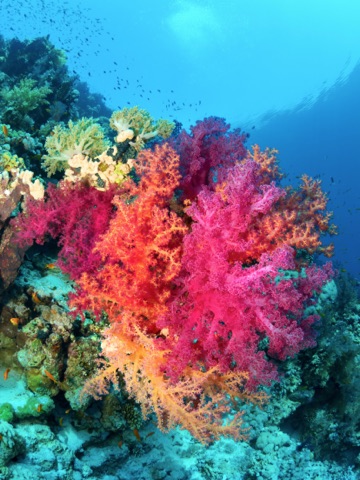 10 ACUARIO 2
