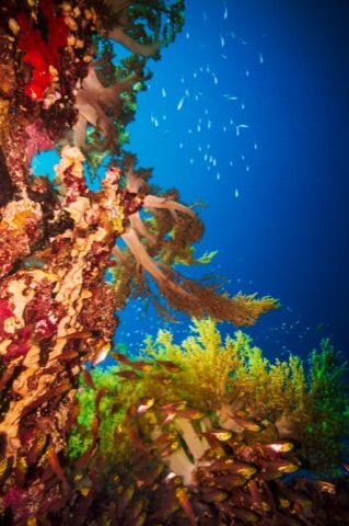 Hardy Reef