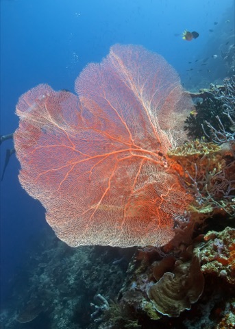 Maine Reef
