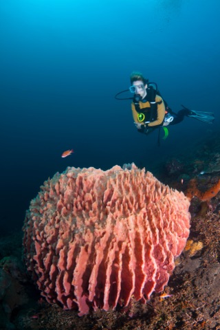 Eagle Reef