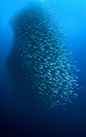 BLACK JACK REEF