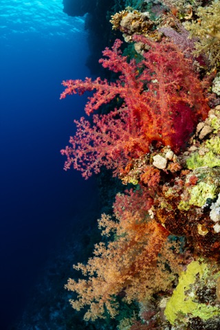 Heron Island