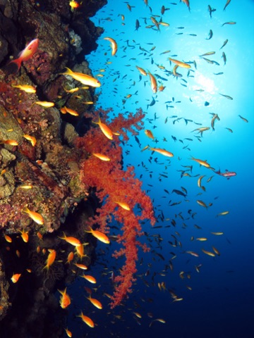 Anemone Boulders
