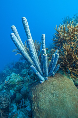 Great Barrier Reef