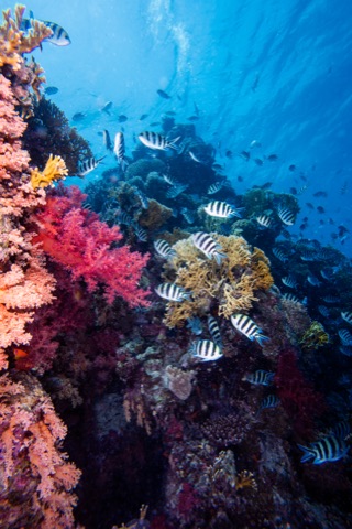 Four Mile Reef