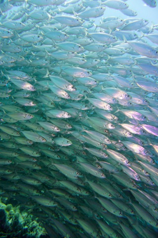 Agua Caliente