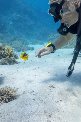 Coral Garden