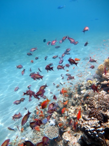Dumagat Freedive Training Site