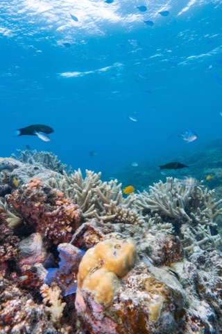 AX Factor Dive House Reef
