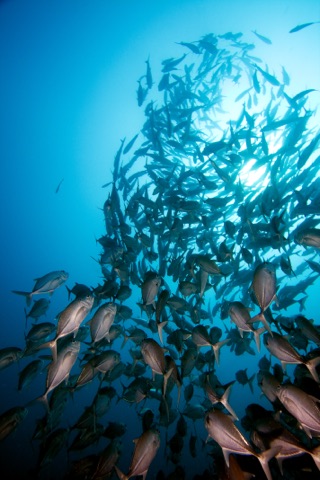 Coral Garden West