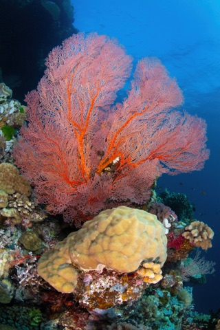 Coral Garden