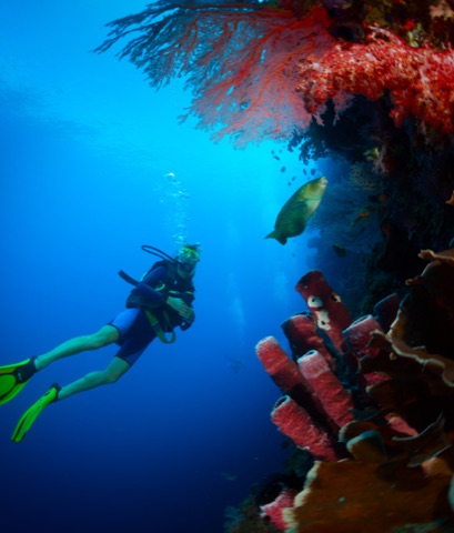 Barracuda Point Udar Besar