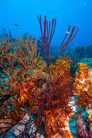 Coral Garden