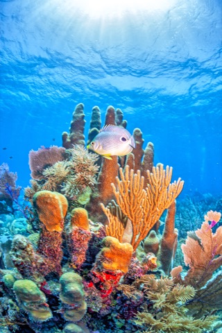 5 CAÑONES SAN ANDRES